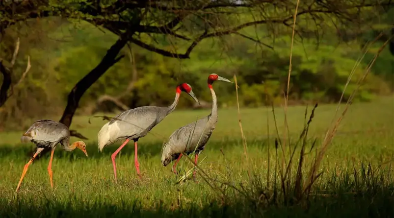Birdwatching in Rajasthan