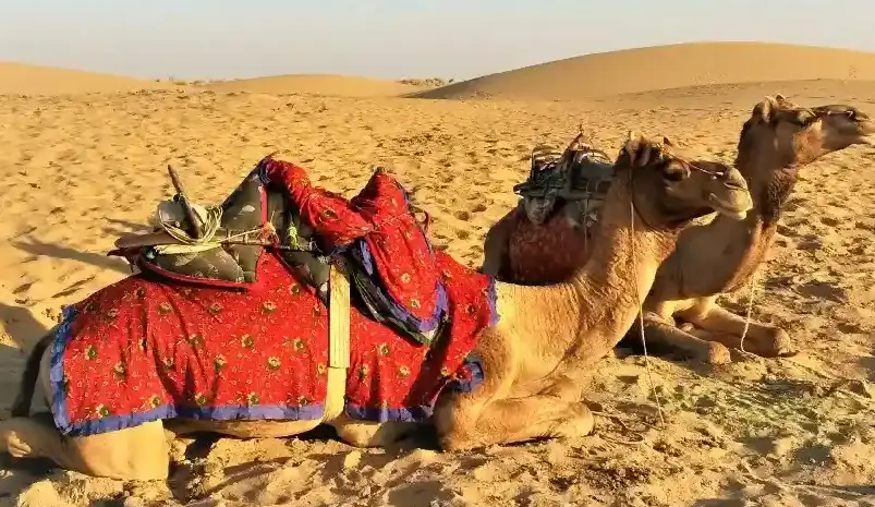 Camel Safari in Jaisalmer – Experience Rajasthan’s Desert Like a Local