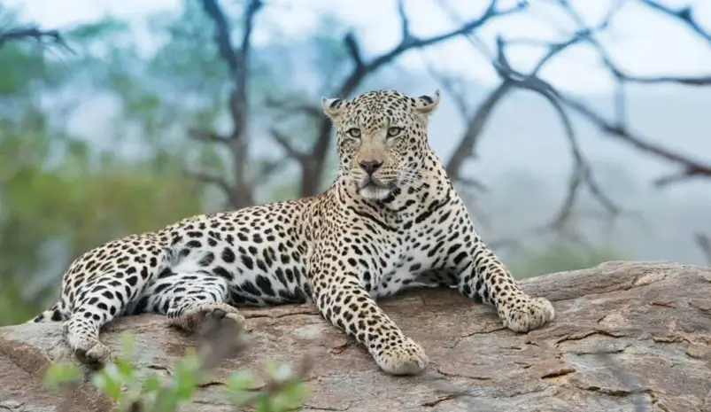Jawai Leopard Safari Guide