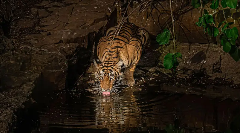 ranthambore-buffer-zones-vs-core-zones
