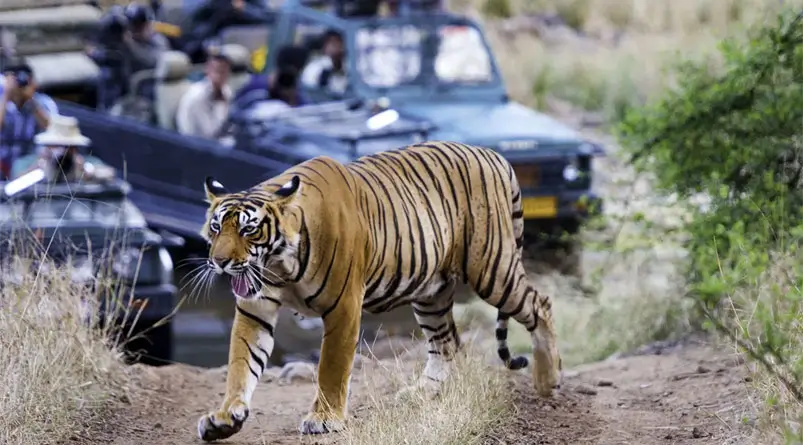 Ranthambore Private Safari vs Canter: Cost & Booking Guide