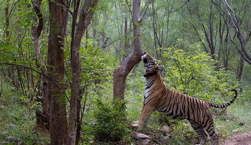 Sariska Tiger Reserve Safari Guide