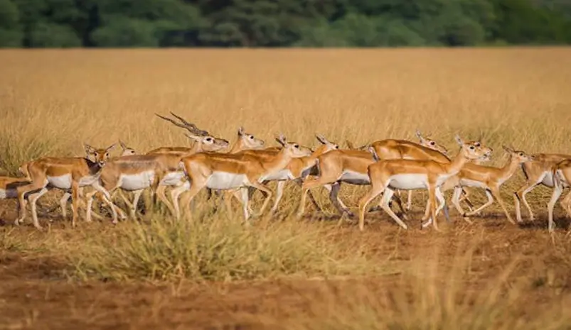 Tal Chhapar Blackbuck Sanctuary Guide
