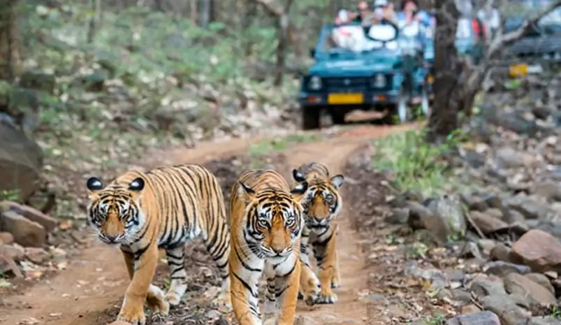 Ranthambore Day Trip from Jaipur | Tiger Safari Rajasthan & Taxi Booking Guide