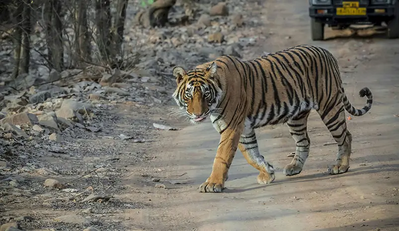 Wildlife Sanctuaries in Rajasthan