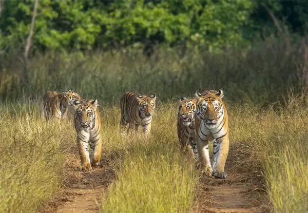 India Wildlife Tours
