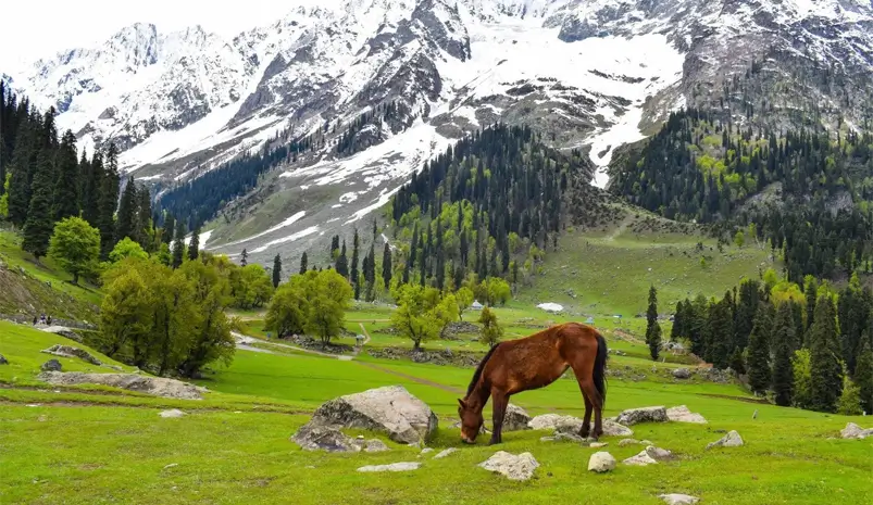 Golden Triangle with Leh Ladakh Tour – 14 Days of Culture, Himalayas & Heritage