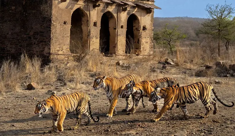 India Big Cat Safari Tour