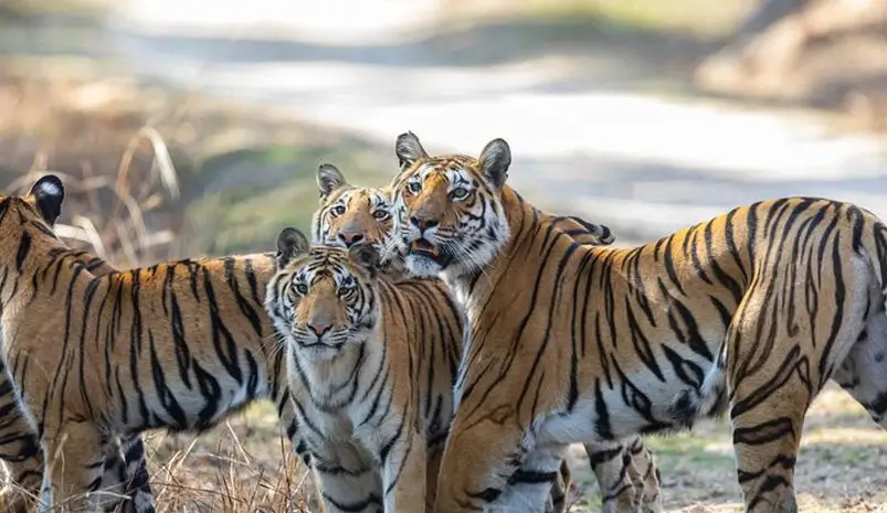 India Tiger Safari Tour