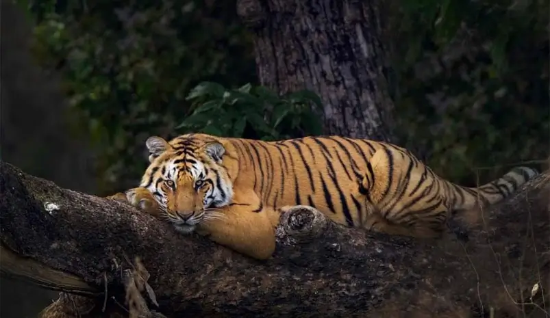 Jim Corbett Tiger Safari