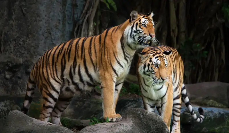 Luxury India Wildlife Safari Tour