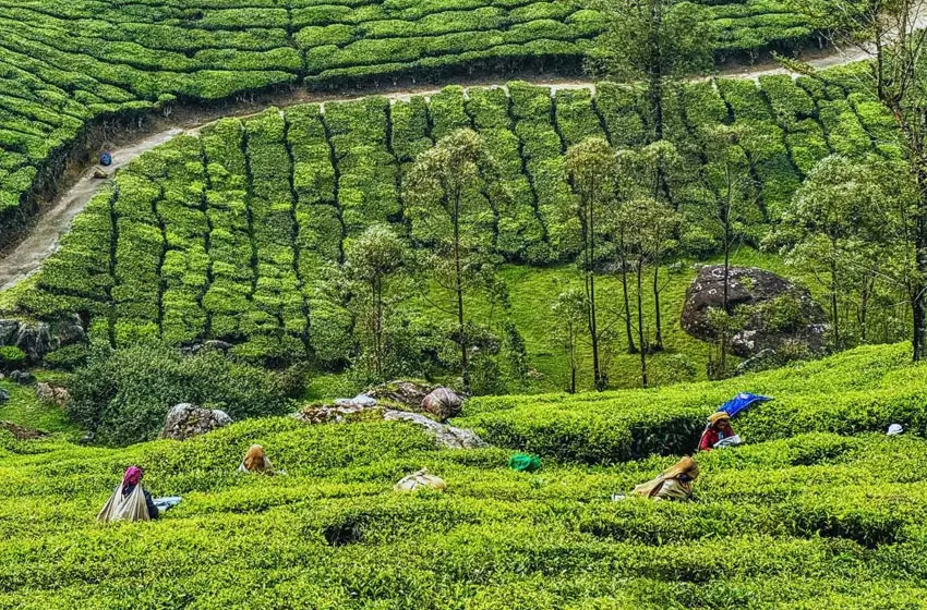 Munnar Thekkady Alleppey Tour Package 5 Nights 6 Days with Private Car & Driver