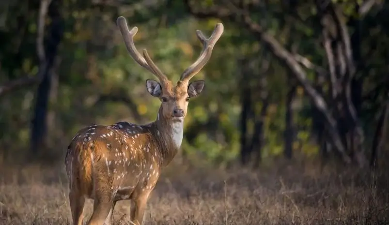 Pench Kanha Tiger Safari Tour