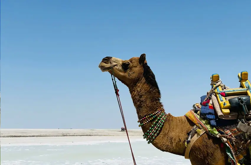 Rajasthan and Gujarat tour