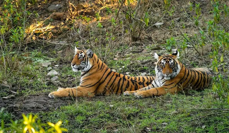Rajasthan Wildlife and Desert Tour
