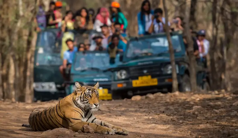 Rajasthan Wildlife & Culture Tour – 9 Days with Tigers, Forts & Hidden Heritage