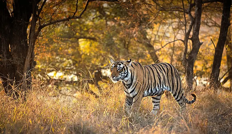 Ranthambore & Taj Mahal Tour