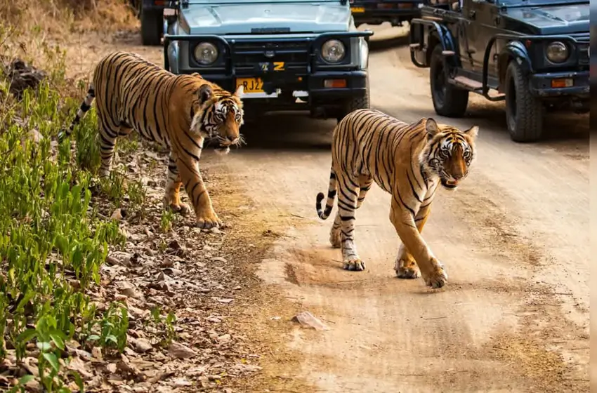 Rajasthan tiger safari tour