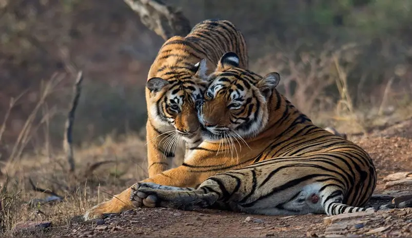 Ranthambore