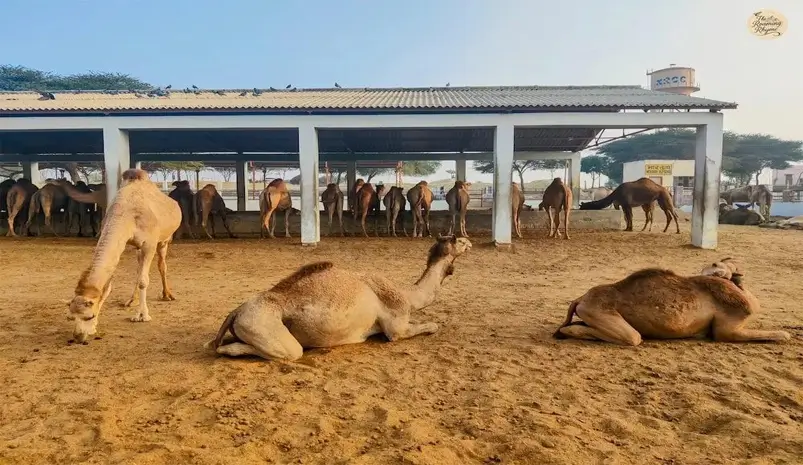 camel-research-station