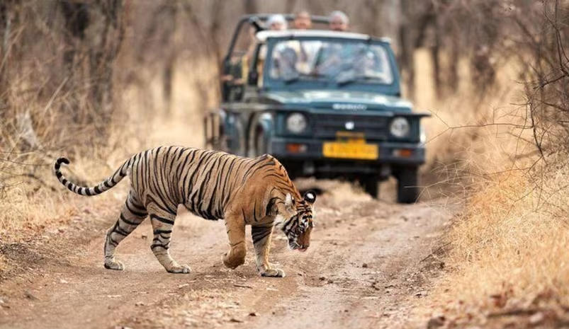 Discovering the Top 5 Wildlife Safari Destinations in Rajasthan