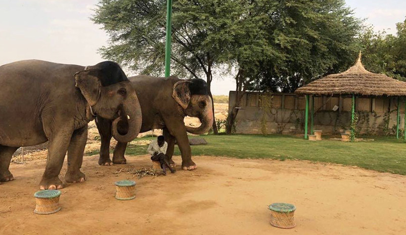 Jaipur Elephant Safari Tour